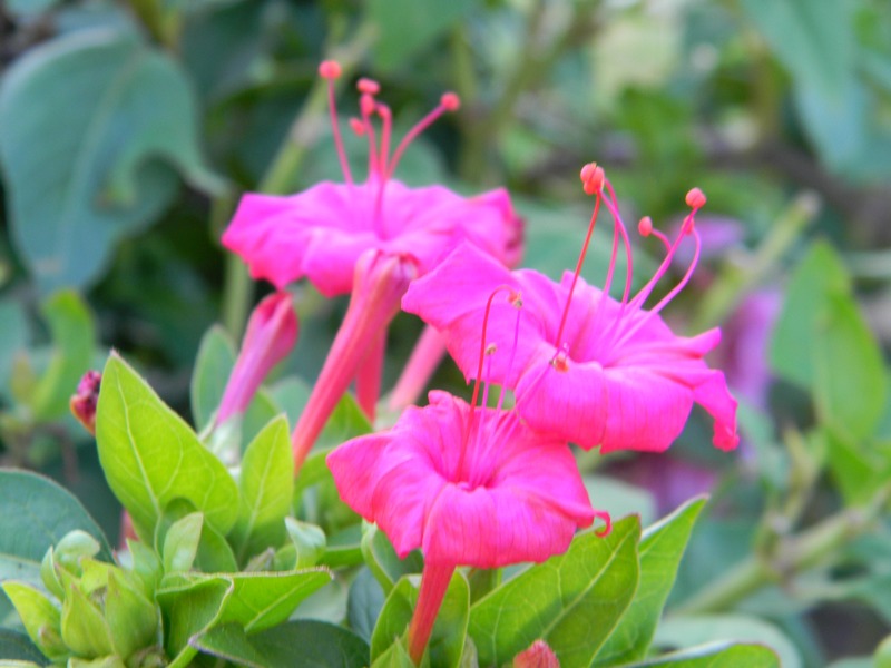 Flowers 01