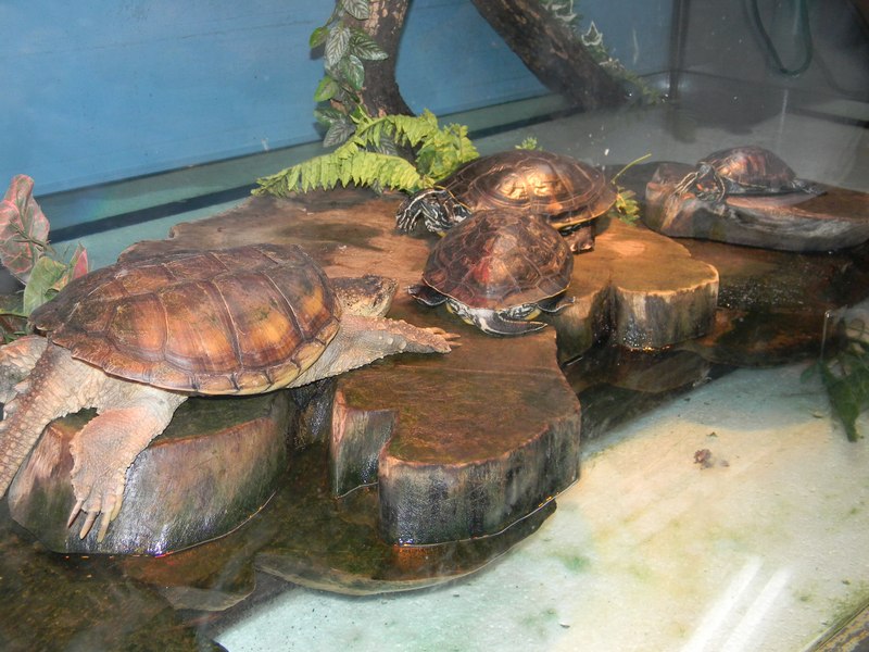 Tortugas