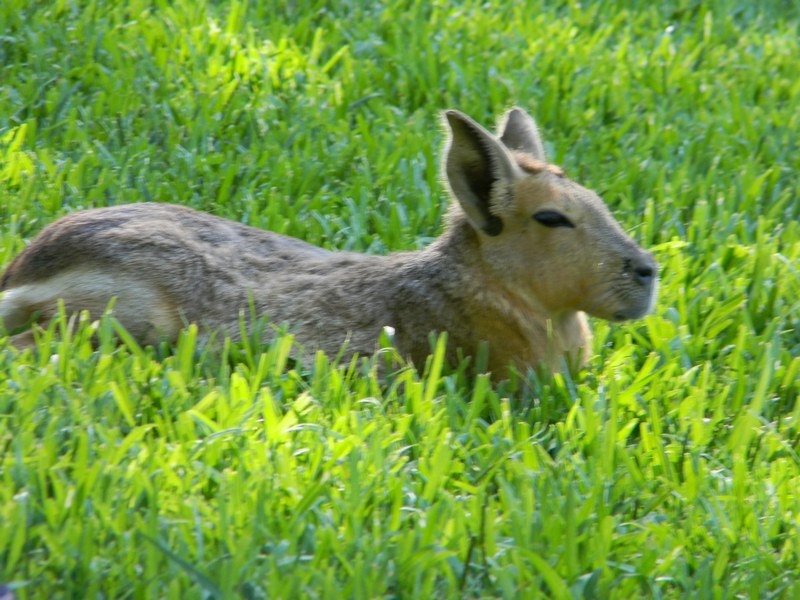 Mara patagonica