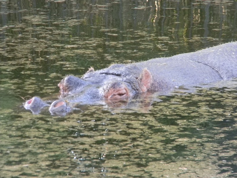 Hippo